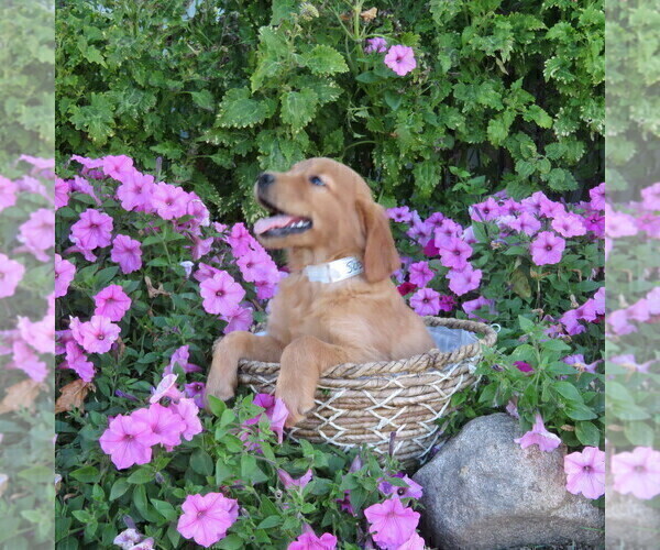 Medium Photo #23 Golden Retriever Puppy For Sale in THORP, WI, USA