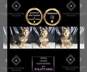 Medium Goldendoodle (Miniature)
