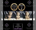 Puppy Hopper F1B Goldendoodle (Miniature)