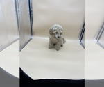Small Photo #16 Poodle (Toy) Puppy For Sale in LONG GROVE, IL, USA