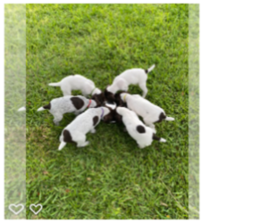 German Shorthaired Pointer Puppy for sale in CAPE CORAL, FL, USA