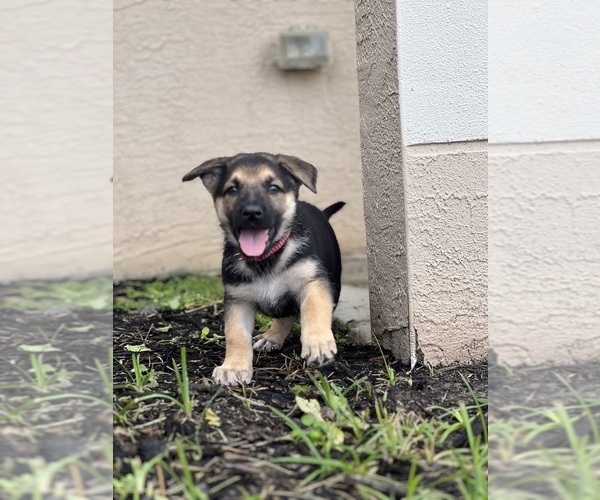 Medium Photo #25 German Shepherd Dog Puppy For Sale in LEHIGH ACRES, FL, USA
