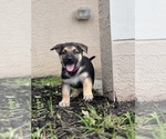 Small Photo #25 German Shepherd Dog Puppy For Sale in LEHIGH ACRES, FL, USA