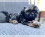 Small Photo #7 Shih Tzu Puppy For Sale in REDLANDS, CA, USA