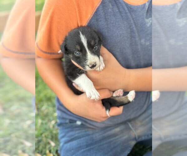 Medium Photo #4 Border Collie Puppy For Sale in MESA, WA, USA
