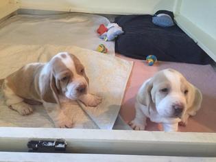 Basset Hound Puppy for sale in KANSAS CITY, KS, USA