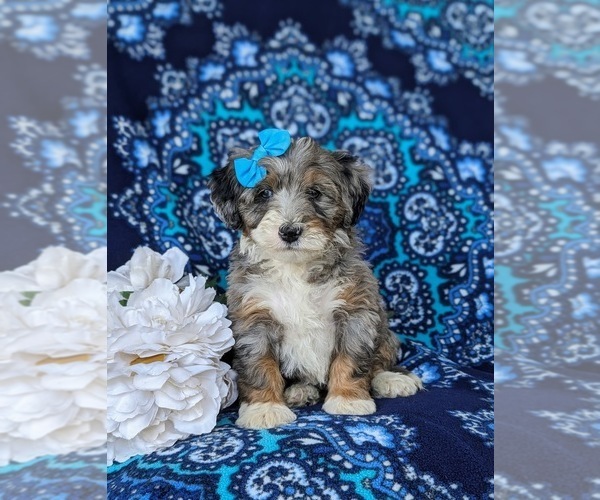 Medium Photo #1 Bernedoodle (Miniature) Puppy For Sale in OXFORD, PA, USA