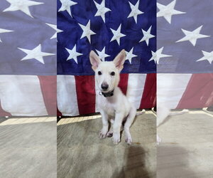 German Shepherd Dog Dogs for adoption in Centreville, VA, USA
