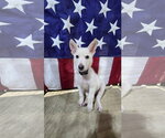 Small German Shepherd Dog