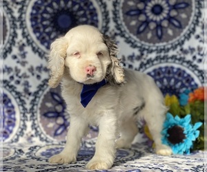 Cocker Spaniel Puppy for sale in LANCASTER, PA, USA