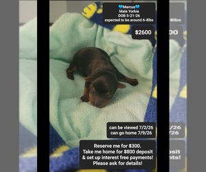 Yorkshire Terrier Puppy for sale in TUCSON, AZ, USA