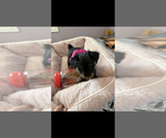 Small #1 Yorkshire Terrier