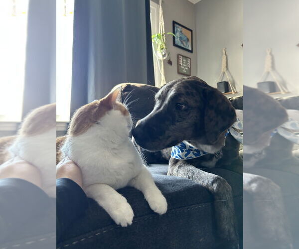 Medium Photo #2 Australian Shepherd-Catahoula Leopard Dog Mix Puppy For Sale in Aurora, IN, USA