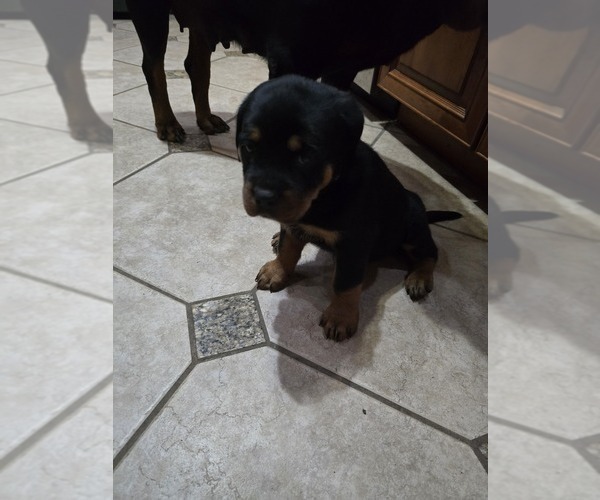 Medium Photo #2 Rottweiler Puppy For Sale in SARASOTA, FL, USA