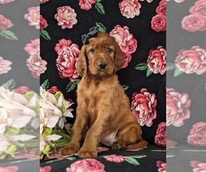 Irish Setter Puppy for sale in BIRD IN HAND, PA, USA