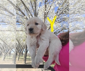 Golden Retriever Puppy for sale in ROYSE CITY, TX, USA