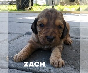 Aussiedoodle-Poodle (Standard) Mix Puppy for sale in ARCHDALE, NC, USA