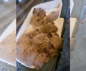 Cavapoo (Miniature) Puppy for Sale in ROSEDALE, Indiana USA