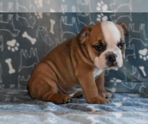 Akita Puppy for sale in MARSHFIELD, MO, USA