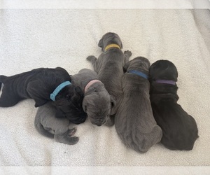 Great Dane Litter for sale in OLATHE, CO, USA