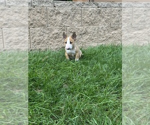 Bull Terrier Puppy for sale in FOX LAKE, IL, USA