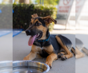 Chester - Male German Shepherd Dog-Great Dane Mix Dog for Adoption - Photo #6