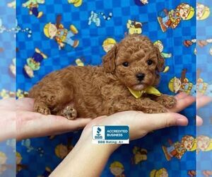 Poodle (Toy) Puppy for sale in WINNSBORO, LA, USA
