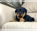Small Photo #8 Rottweiler Puppy For Sale in BRIGHTON, CO, USA