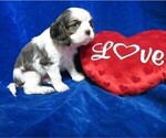 Small Photo #10 Cavalier King Charles Spaniel Puppy For Sale in NORWOOD, MO, USA