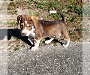Puppy for sale in LAKELAND, FL, USA