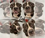 Small Photo #1 American Staffordshire Terrier-Boxer Mix Puppy For Sale in Pierceton , IN, USA