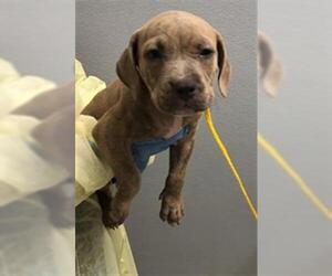 American Bulldog-Unknown Mix Dogs for adoption in Las Vegas, NV, USA