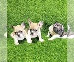 Small #3 French Bulldog