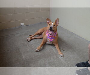 Mutt Dogs for adoption in McKinney, TX, USA