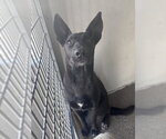 Small German Shepherd Dog
