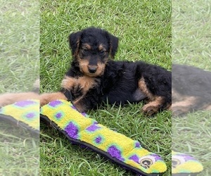 Airedale Terrier Puppy for sale in TIMMONSVILLE, SC, USA