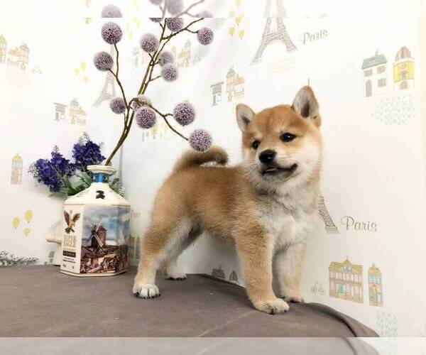 Medium Photo #3 Shiba Inu Puppy For Sale in BELLEVUE, WA, USA