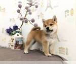 Small Photo #3 Shiba Inu Puppy For Sale in BELLEVUE, WA, USA