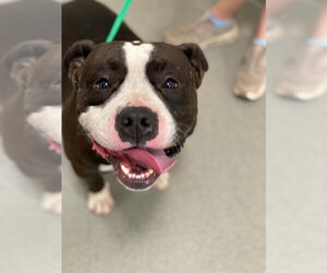 Mutt Dogs for adoption in Fayetteville, NC, USA