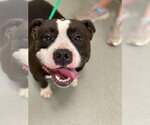 BEAR - Male Mutt Dog for Adoption - Small photo