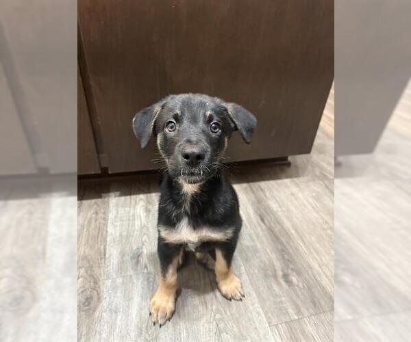 Medium Photo #1 German Shepherd Dog Puppy For Sale in San Antonio, TX, USA