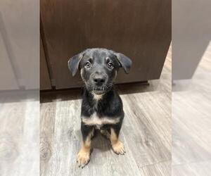 German Shepherd Dog Dogs for adoption in San Antonio, TX, USA