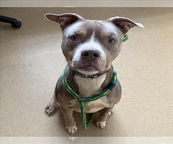 Medium Photo #1 American Pit Bull Terrier-Unknown Mix Puppy For Sale in Derwood, MD, USA