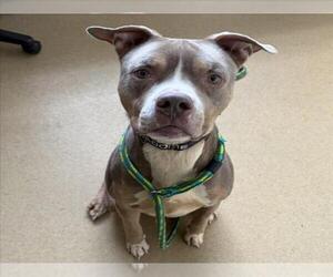 American Pit Bull Terrier-Unknown Mix Dogs for adoption in Derwood, MD, USA