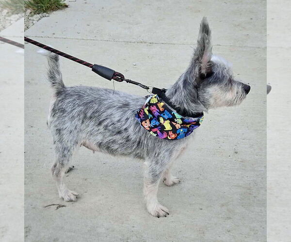 Medium Photo #4 Mutt Puppy For Sale in Huntley, IL, USA