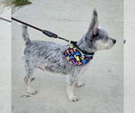 Small #3 Mutt