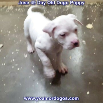 Medium Photo #54 Dogo Argentino Puppy For Sale in PINEVILLE, MO, USA