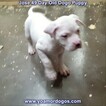 Small Photo #54 Dogo Argentino Puppy For Sale in PINEVILLE, MO, USA