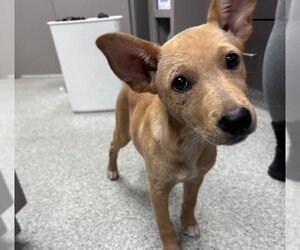 Carolina Dog-Unknown Mix Dogs for adoption in Pasadena, TX, USA