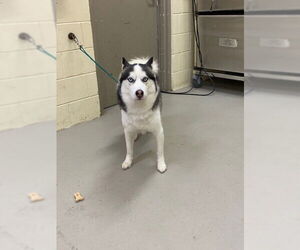 Siberian Husky Dogs for adoption in Sanford, FL, USA